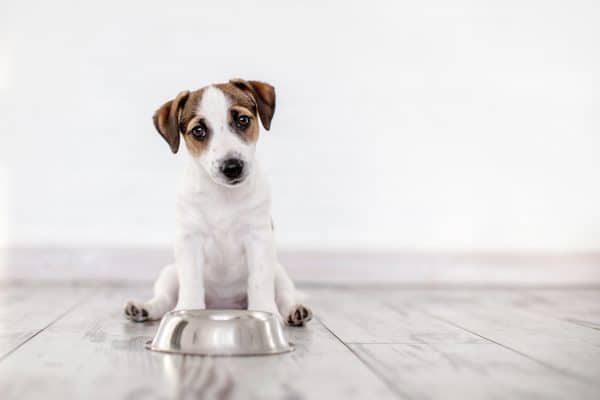 cane consigli alito cattivo