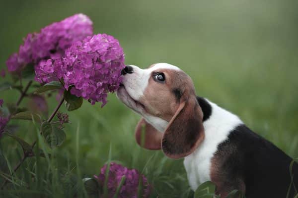 Piante tossiche animali