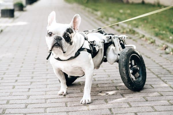 malattie genetiche cani