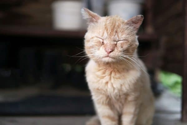 tigna gatto sintomi trasmissione cura