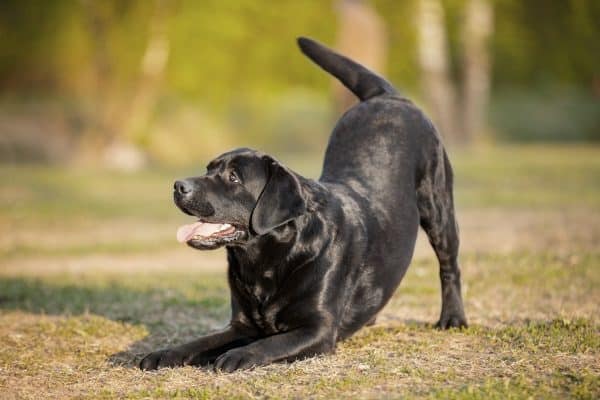 benessere cane anziano