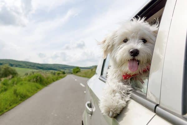 cane rientro vacanze