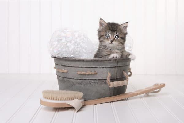 Gatto Falsi Miti