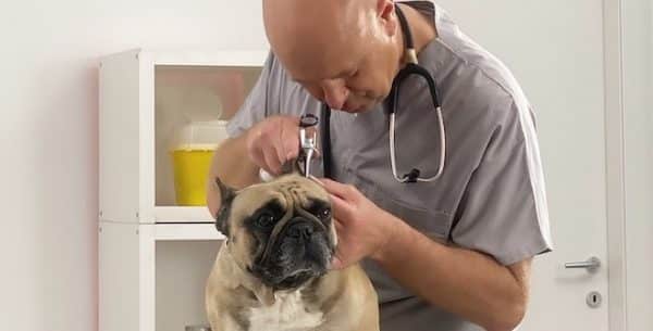 Dermatiti nel cane: cause tipologie e rimedi.