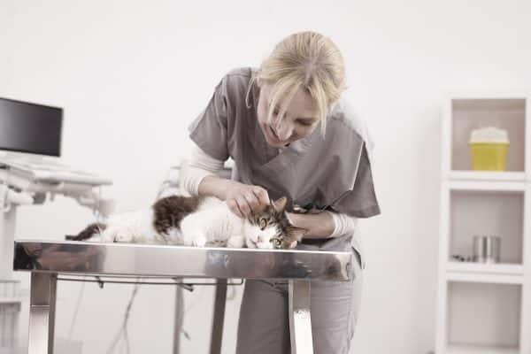 zecca malattia di lyme