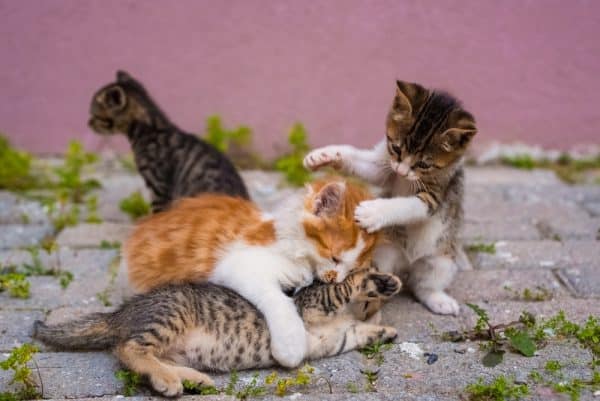 branco gatti