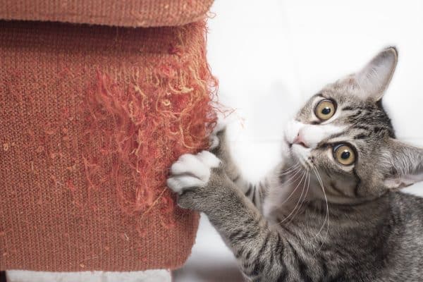 gatto unghie divano
