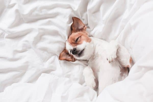 cane che dorme e sogna