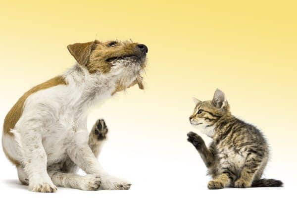 pulci gatti e cani