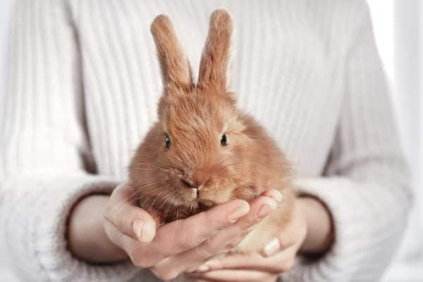 coniglio animale compagnia