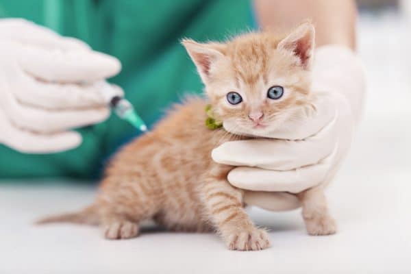 vaccinazioni gatti