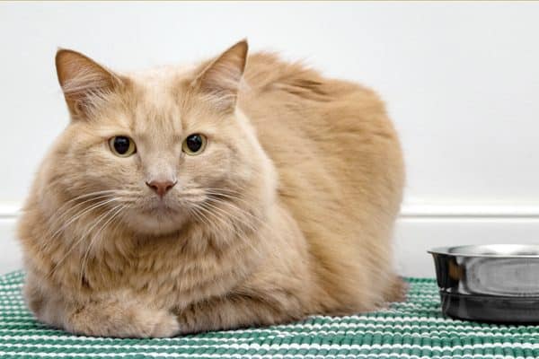 gatto infezioni vie urinarie