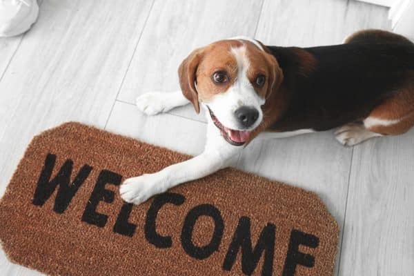 veterinaria genetica