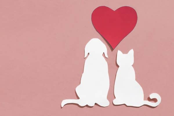 problemi cardiaci cane gatto