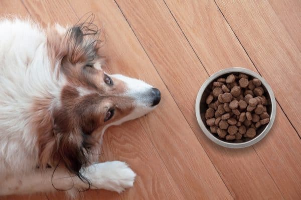 cane depressione alimentazione
