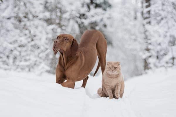 giornata mondiale neve