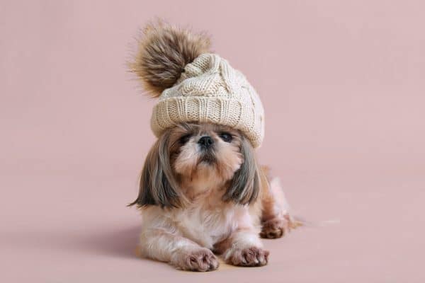 cani che soffrono freddo