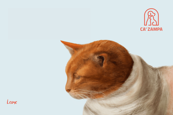 gatto leone