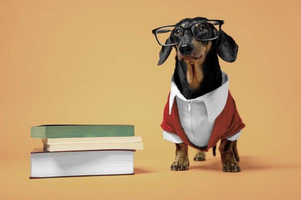 razze di cani intelligenti