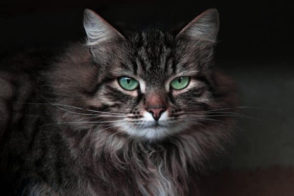 gatti buio