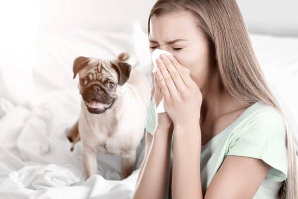 cani per allergici