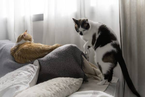 gatto accetta altro gatto