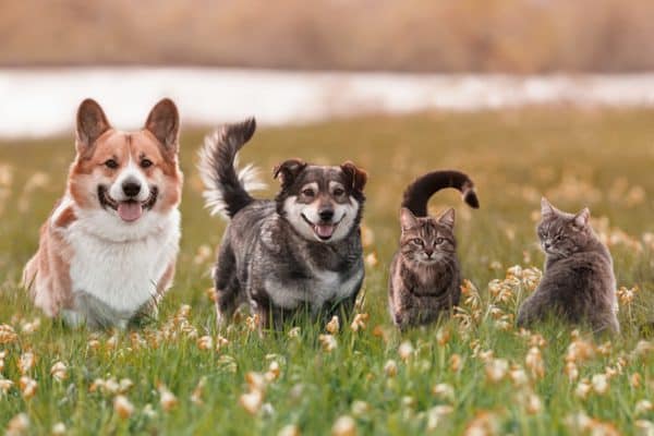 primavera cani gatti